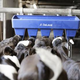 DeLaval Milk Feeder